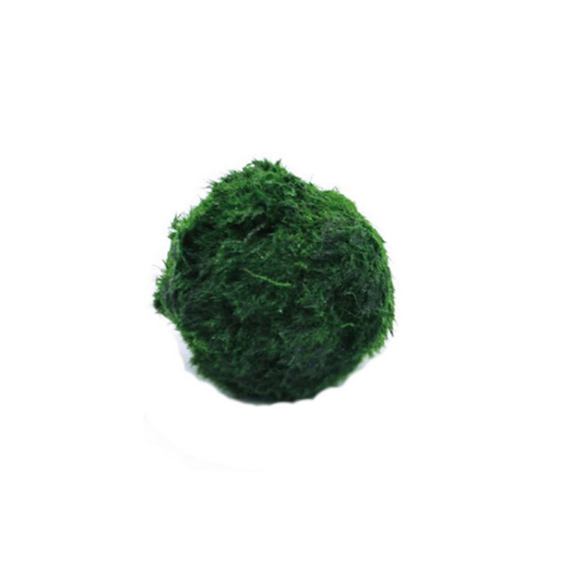 Live Plant Aquarium - Marimo Moss Balls Live Aquarium Plant