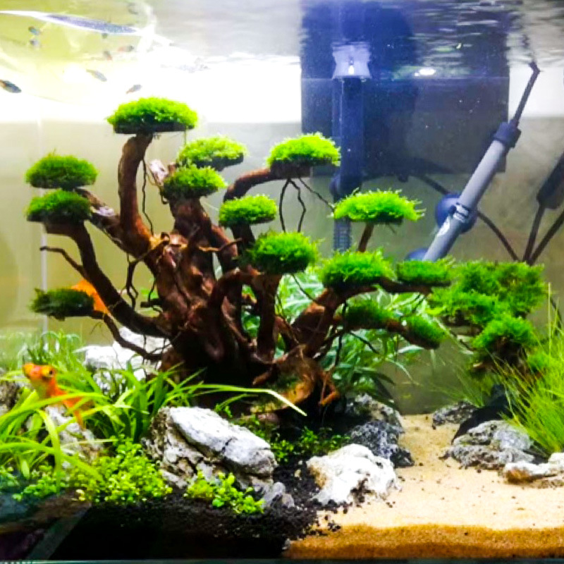 Aquarium Plant Substrate - Aquarium Landscaping Moss Tree Skeleton Finished