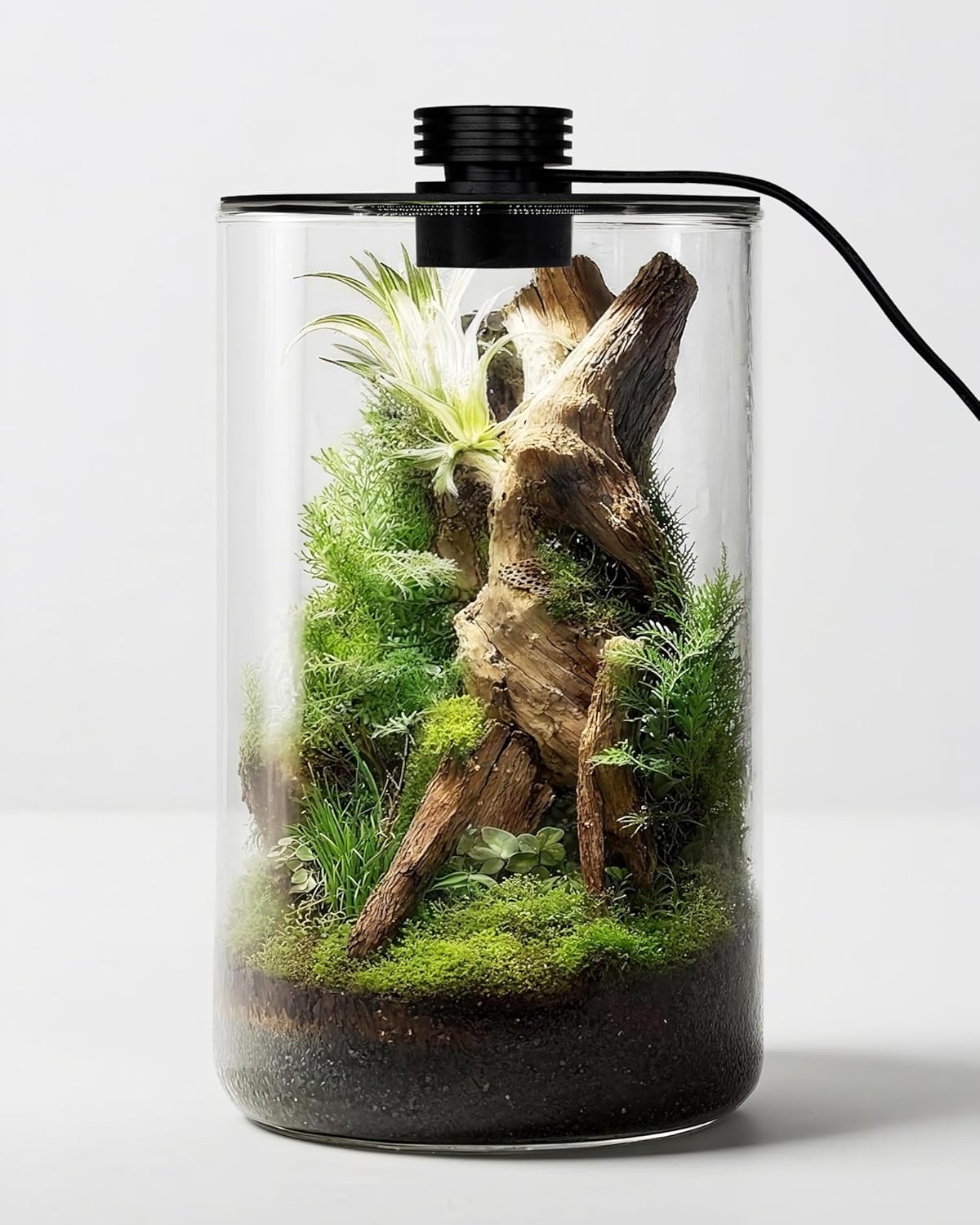 Planted Tank - Indoor Glass Terrarium with Grow Light,