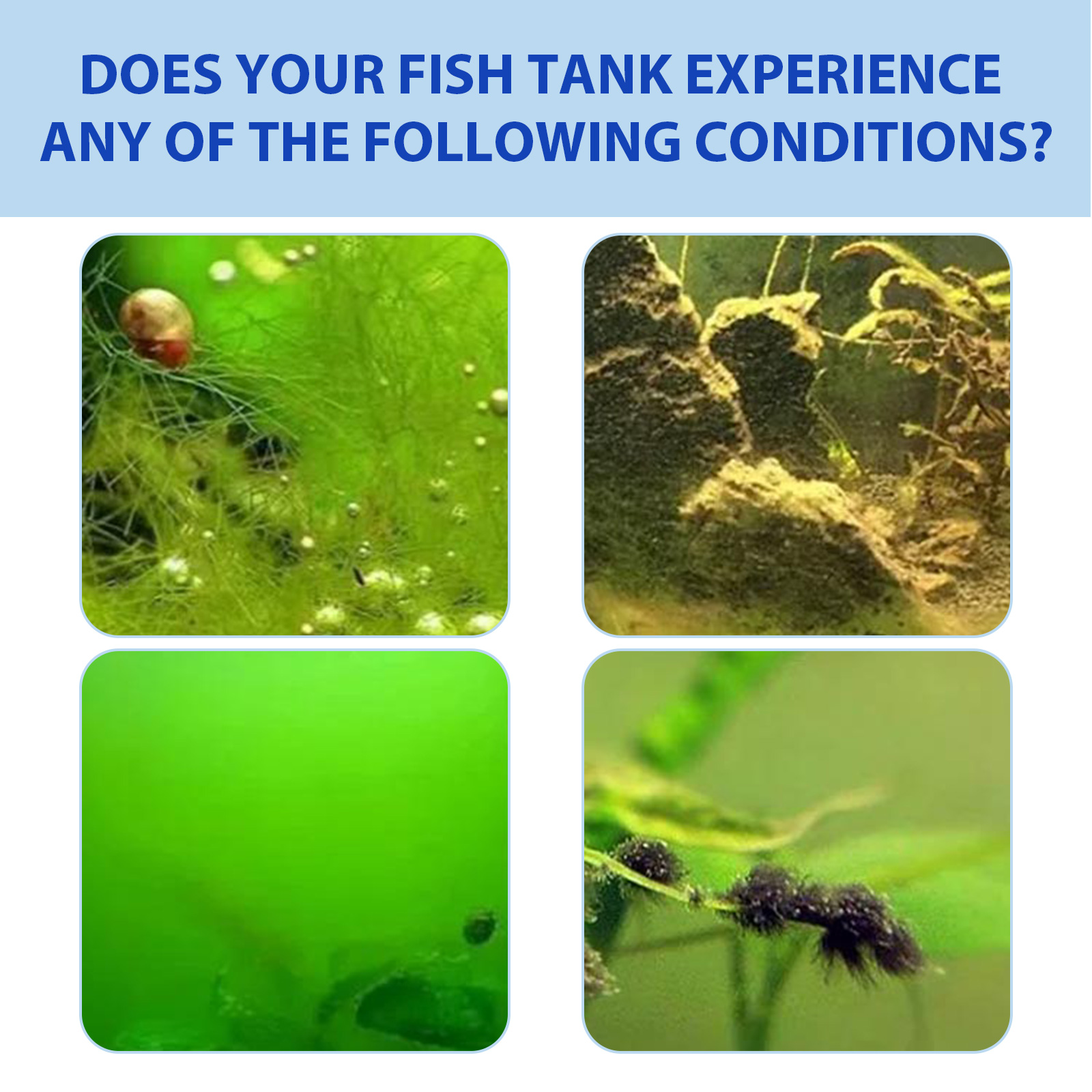 Biological Aquarium Algae Cont - đánh giá và giá Planted Aquarium Algae Control