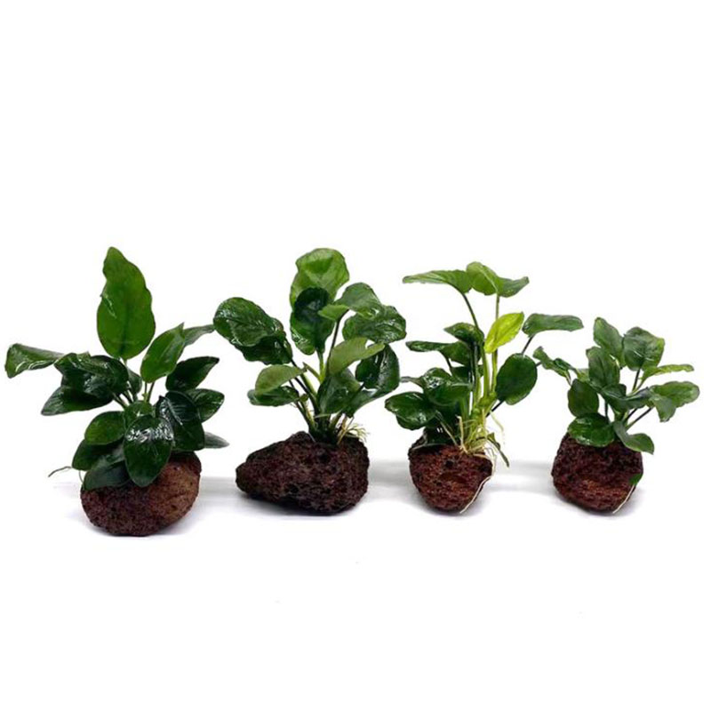 Núi Lửa Trang Trí Bể Cá Vật Có - đánh giá và giá Aquarium Planted Tank Filter