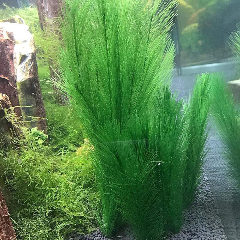 1/3Pcs 28/40cm Aquarium Fish T - đánh giá và giá Live Plant Aquarium