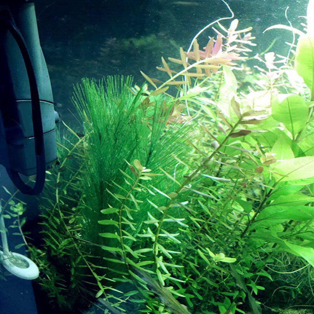 1/3Pcs 28/40cm Aquarium Fish T - đánh giá và giá Live Plant Aquarium