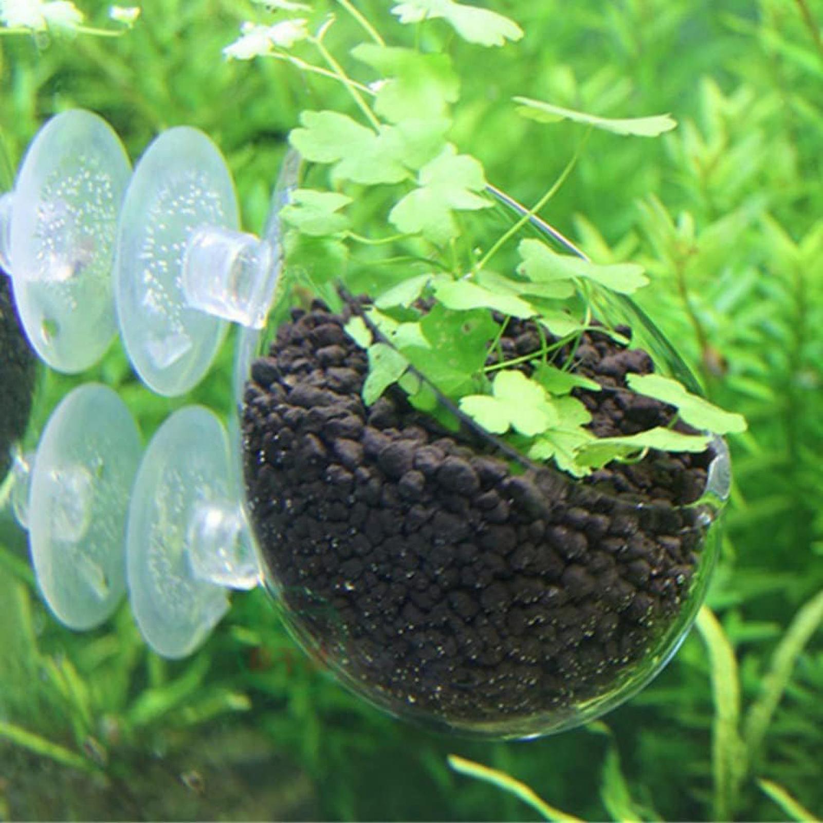 Aquarium Plant Holder Glass Aq - đánh giá và giá Plant Aquarium Pot