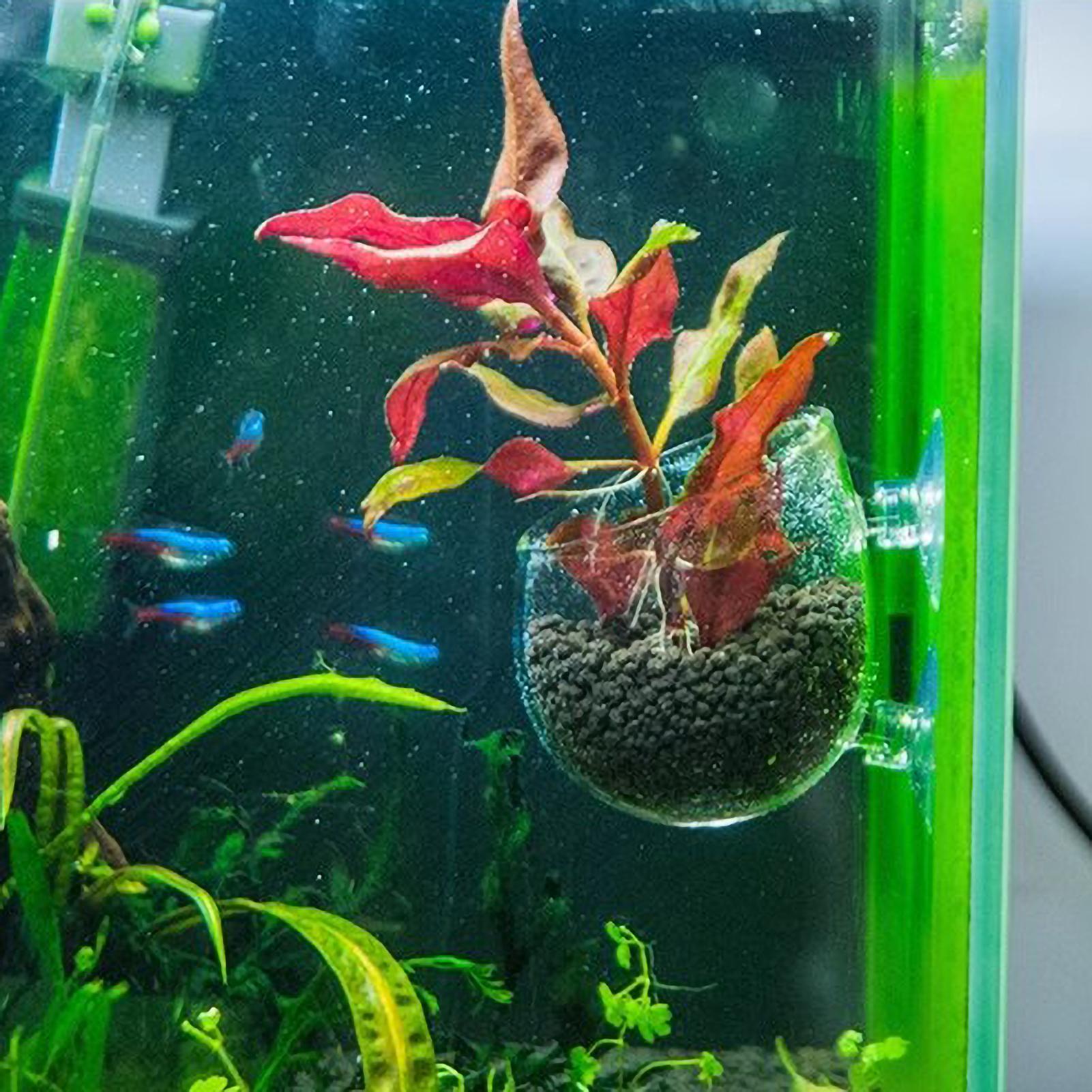 Aquarium Plant Holder Glass Aq - đánh giá và giá Plant Aquarium Pot