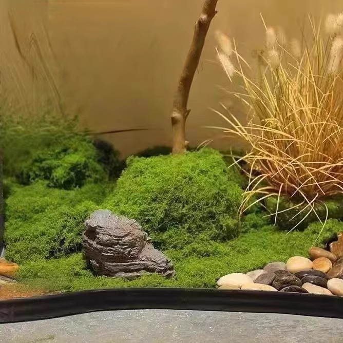 200g Eternal Life Moss DIY Cra - đánh giá và giá Aquarium Moss