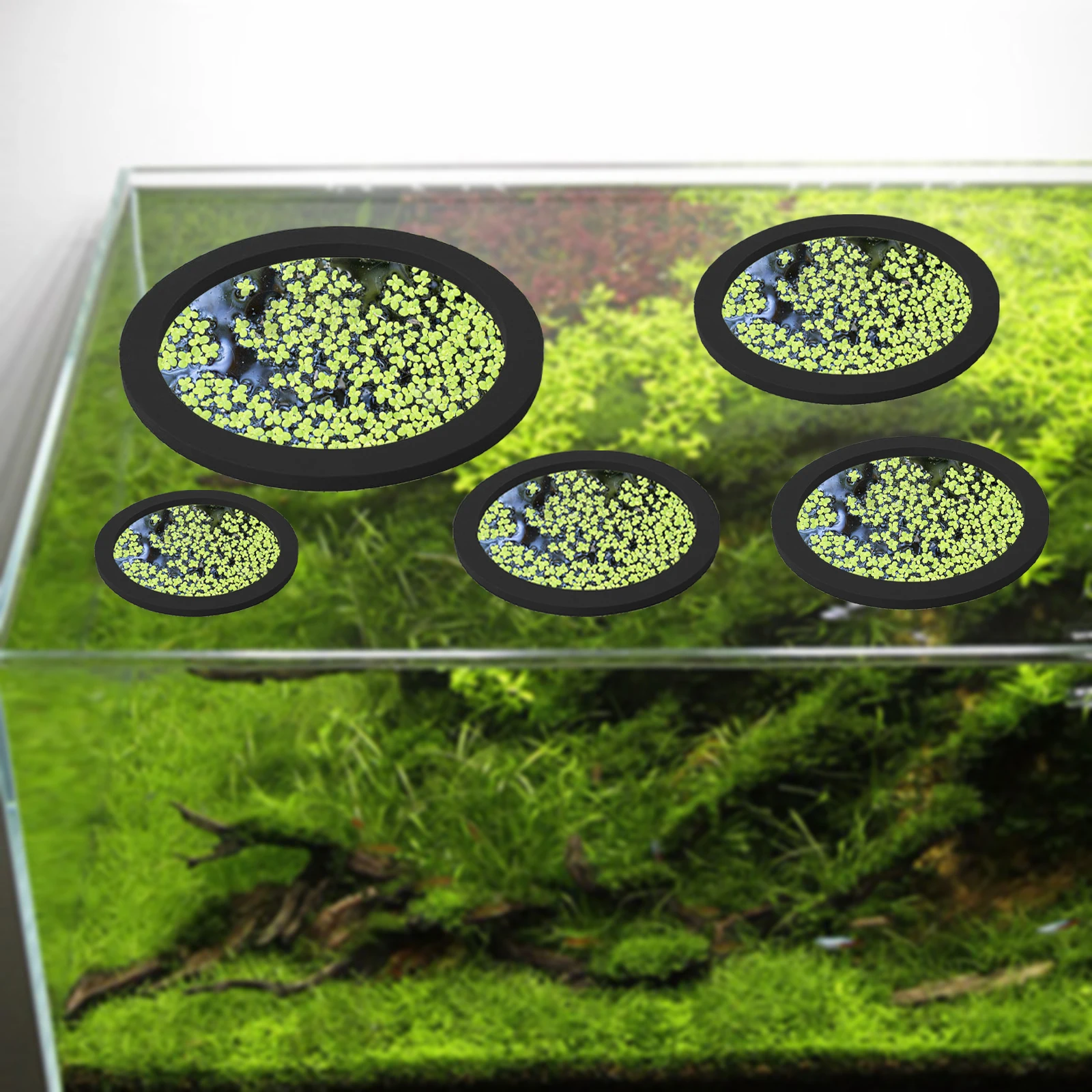 5Pcs EVA Fish Feeding Ring Aqu - đánh giá và giá Planted Tank