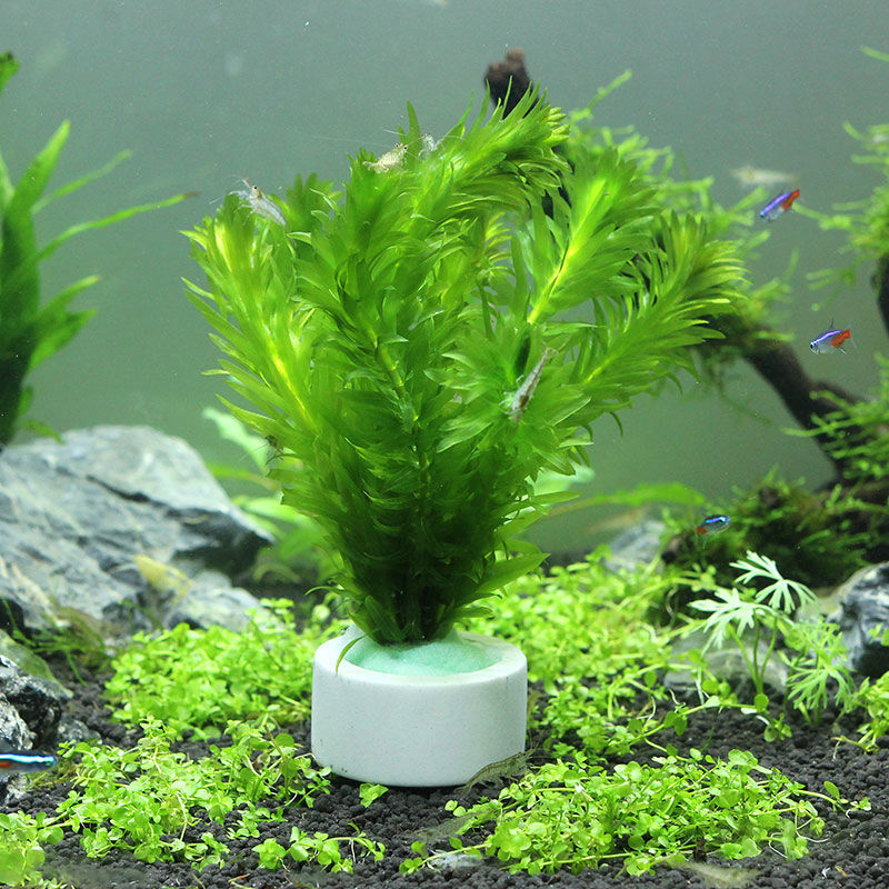 Aquarium Decoration Ceramic Ri - đánh giá và giá Plant Aquarium Pot