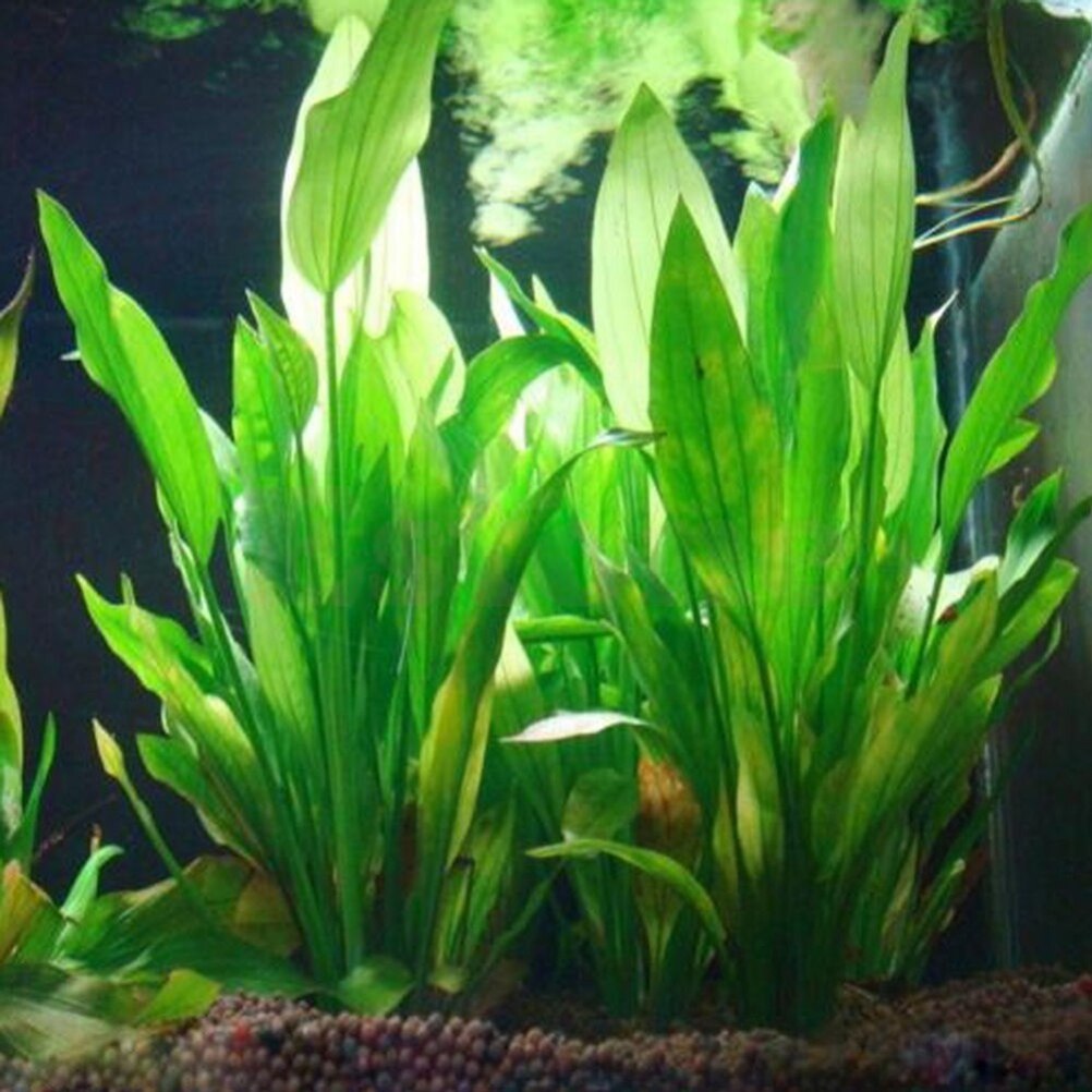 15cm Artificial Aquarium Decor - đánh giá và giá Live Plant Aquarium