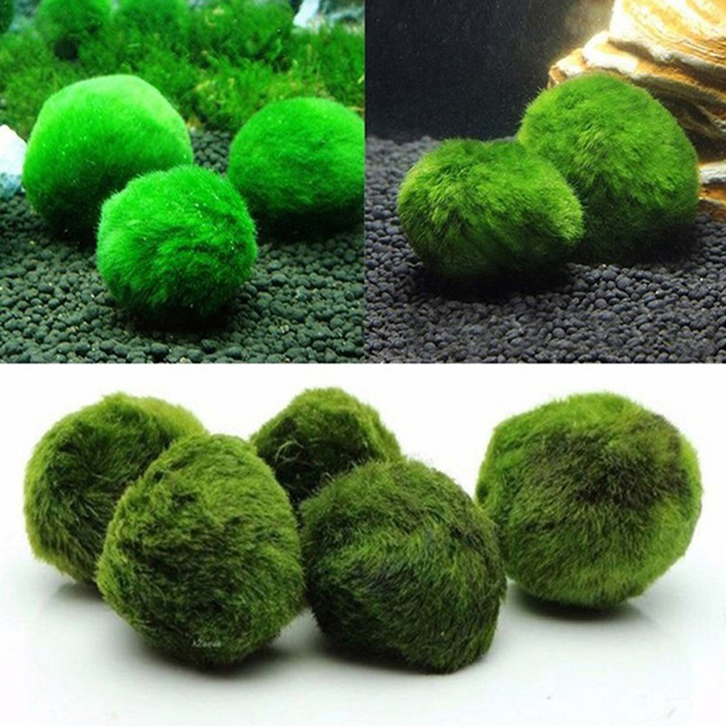 Marimo Moss Balls Live Aquariu - đánh giá và giá Live Plant Aquarium