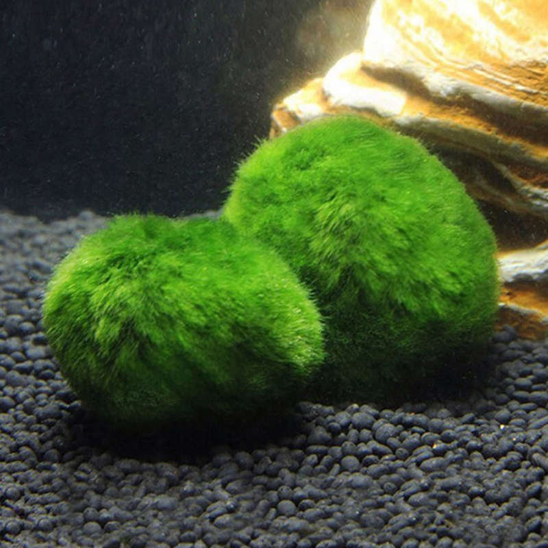 Marimo Moss Balls Live Aquariu - đánh giá và giá Live Plant Aquarium