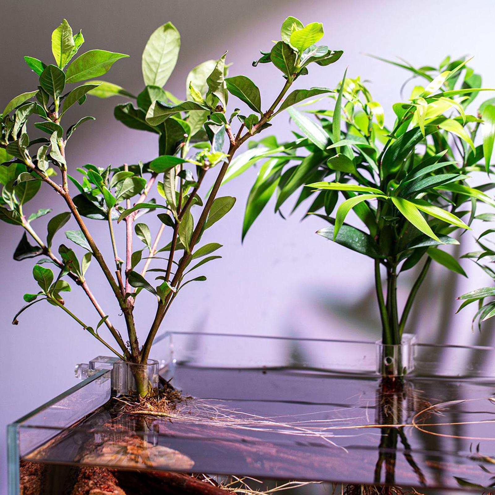 6pcs Aquarium Plant Holders Cl - đánh giá và giá Aquarium Plants Live