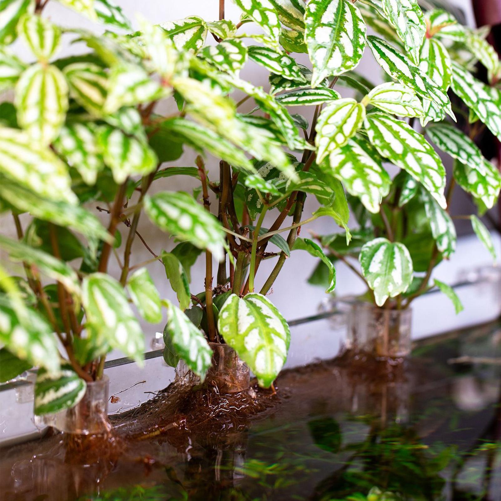 6pcs Aquarium Plant Holders Cl - đánh giá và giá Aquarium Plants Live