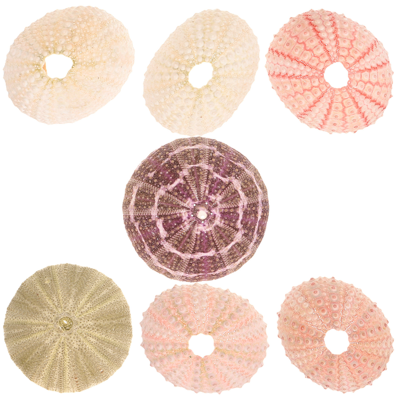 7Pcs Sea Urchin Shells Decorat - đánh giá và giá Aquarium Plant Holder