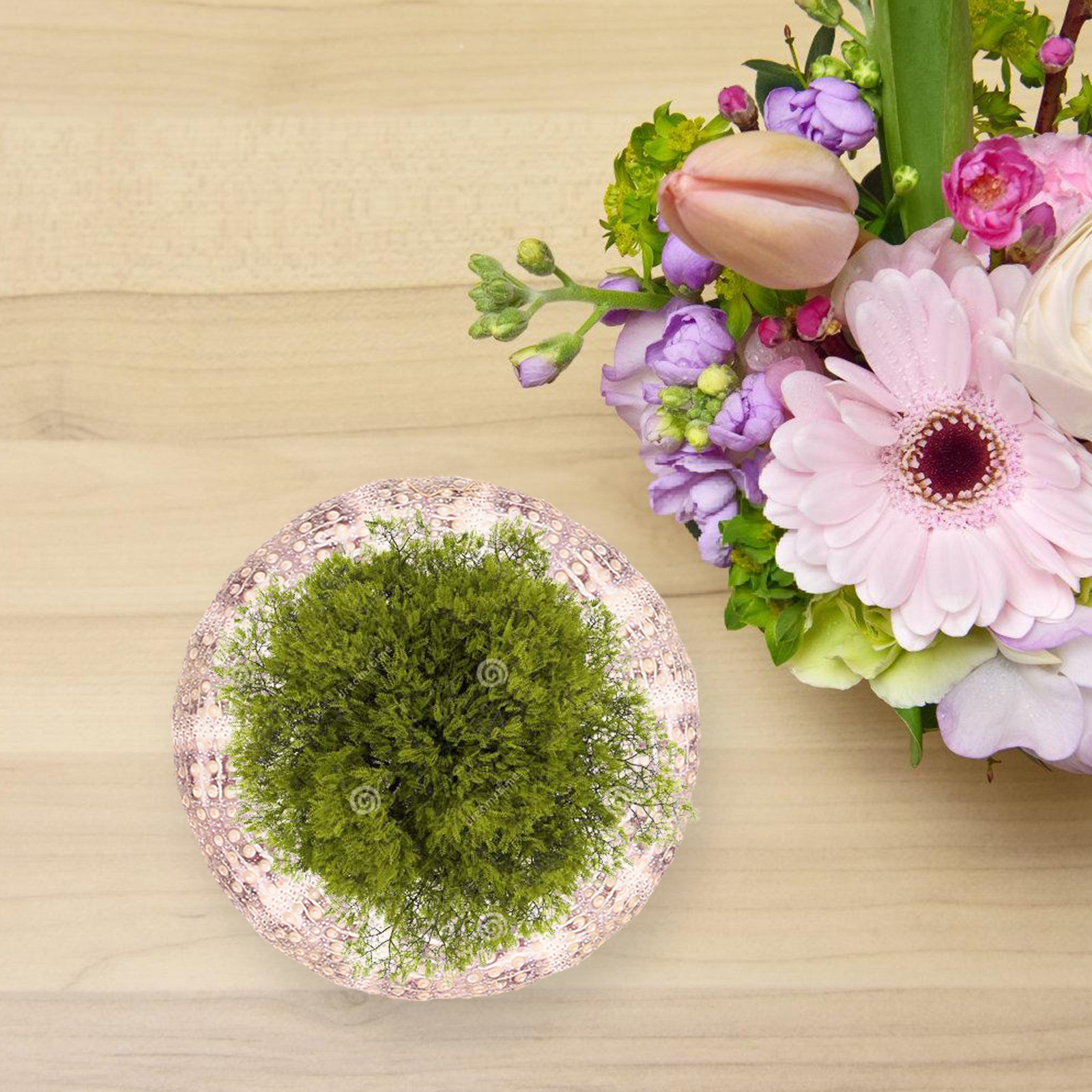 7Pcs Sea Urchin Shells Decorat - đánh giá và giá Aquarium Plant Holder