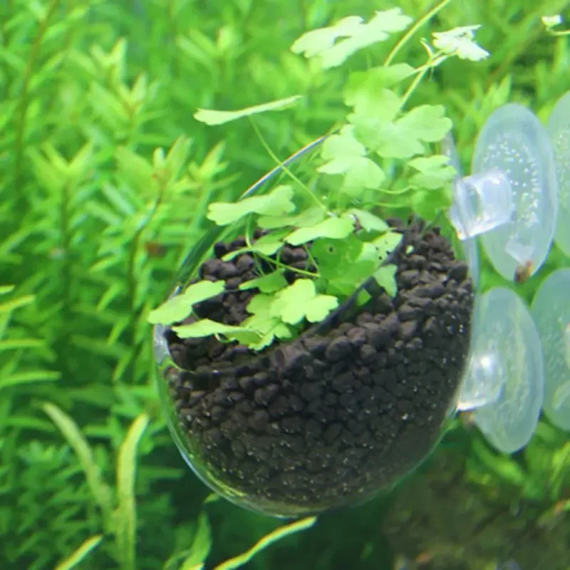 Clear Aquatic Plant Cup With S - đánh giá và giá Aquarium Plant Holder