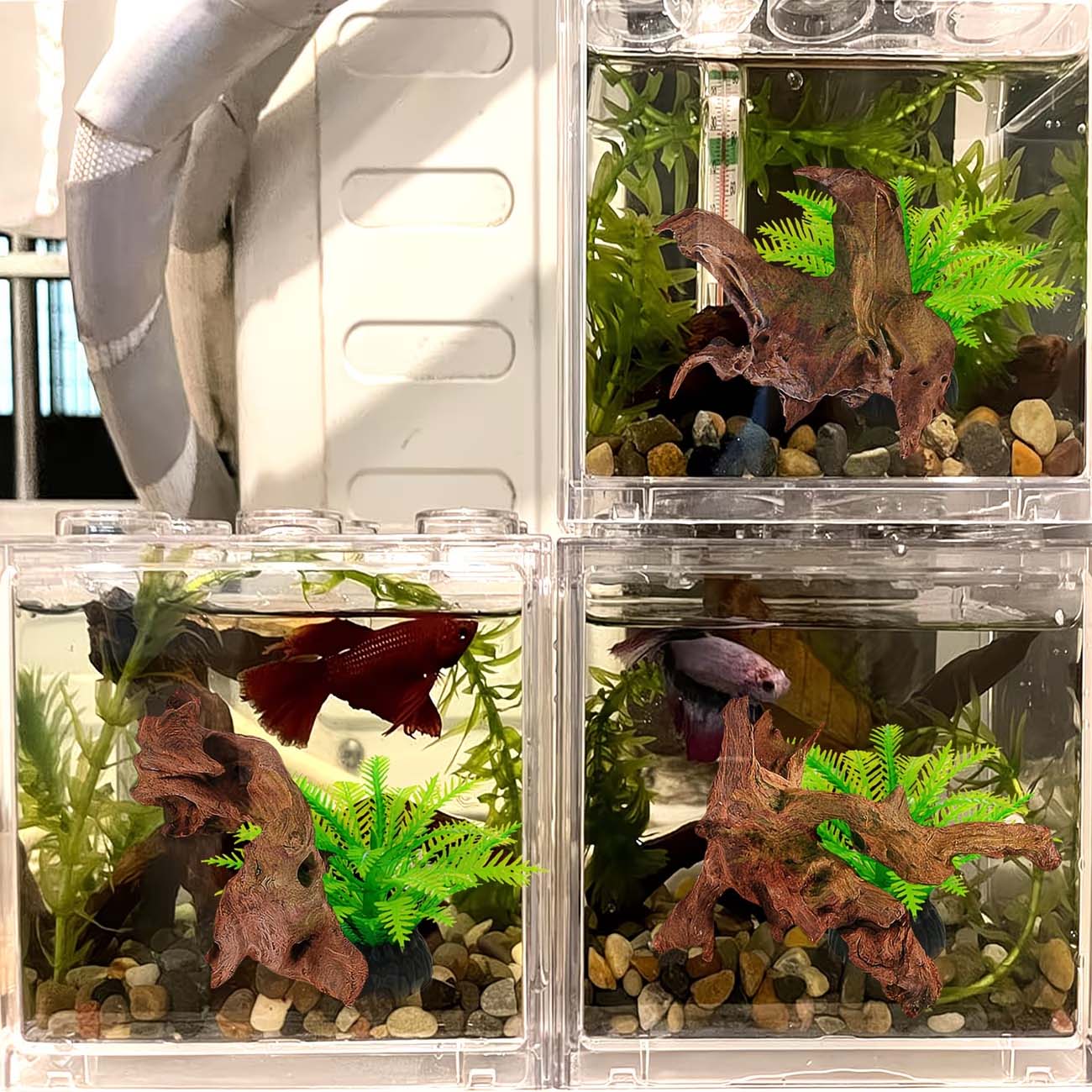 5-10CM Natural Sinkable Driftw - đánh giá và giá Aquarium Driftwood