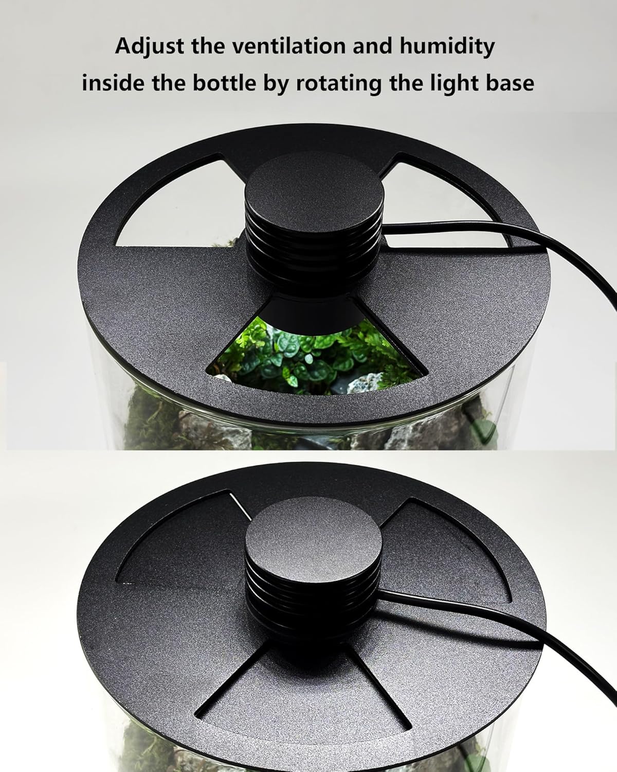 Indoor Glass Terrarium with Gr - đánh giá và giá Planted Tank