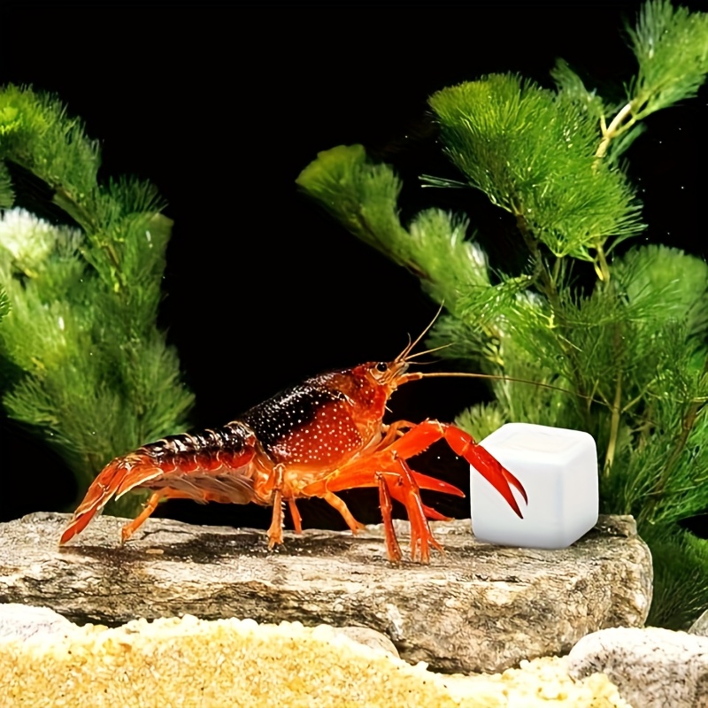 6 Pcs Fish Tank Calcium Block  - đánh giá và giá Aquarium Plants Live